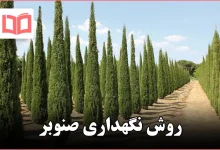 روش نگهداری صنوبر