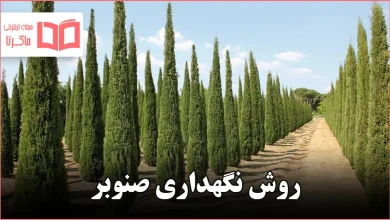 روش نگهداری صنوبر