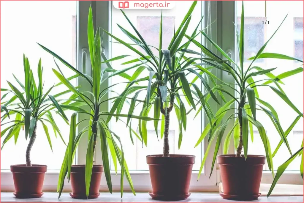 نگهداری گیاه دراسنا در فضای داخلی با نور غیرمستقیم