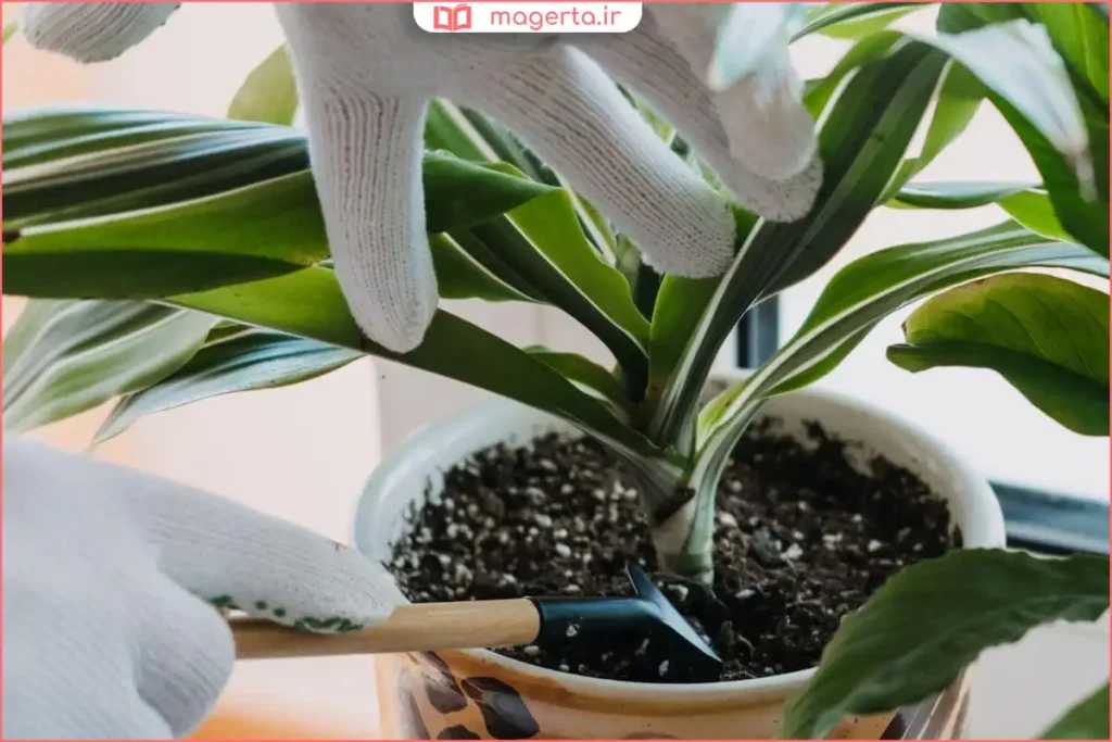 آبیاری اصولی گیاه دراسنا در گلدان خانگی