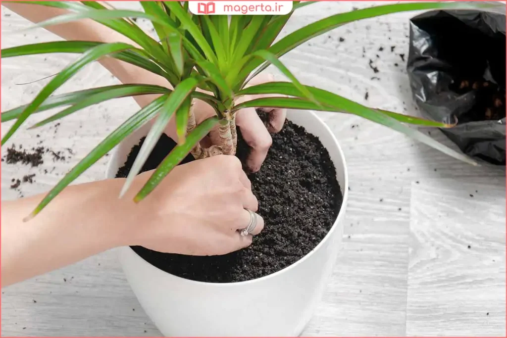 قرارگیری دراسنا کنار پنجره با نور فیلترشده