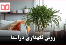 روش نگهداری دراسنا