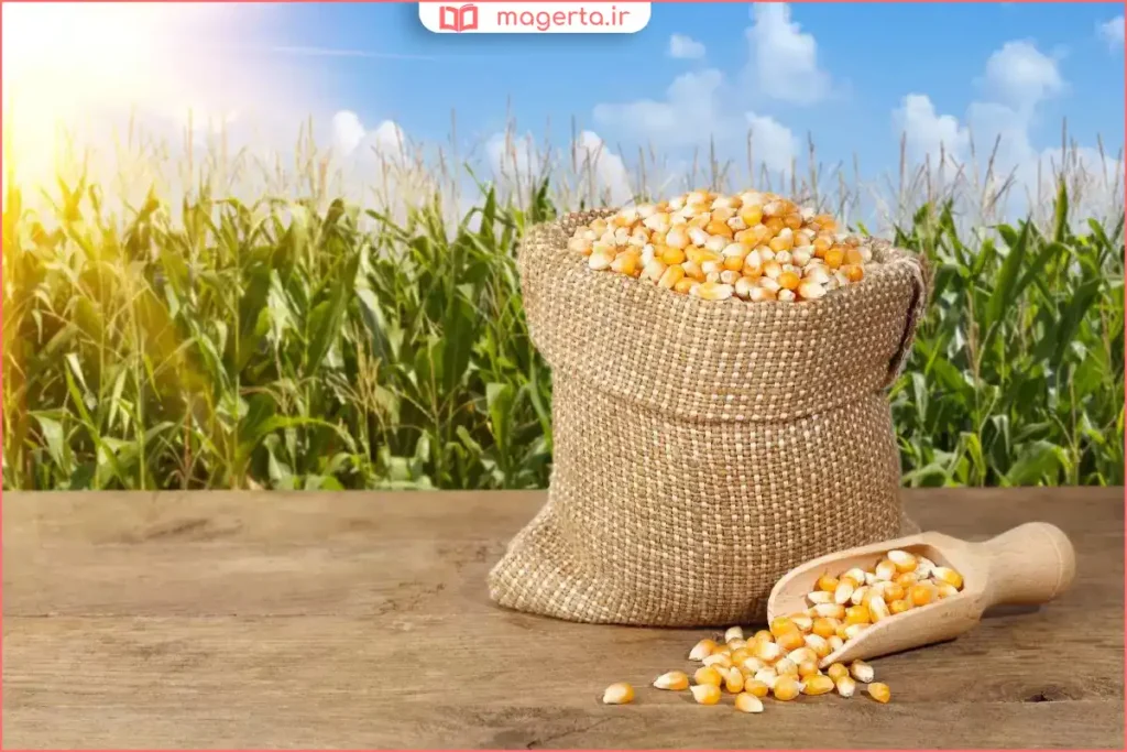 ذرت خشک شده داخل ظرف دربسته برای جلوگیری از رطوبت