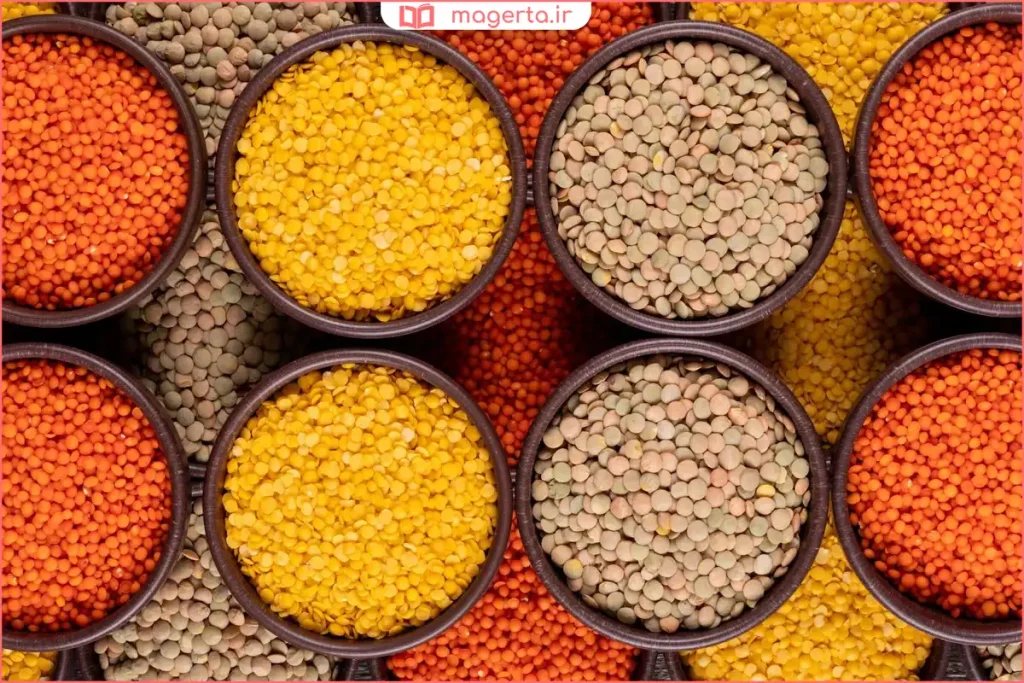 عدس خشک سالم و تمیز در ظروف مناسب نگهداری