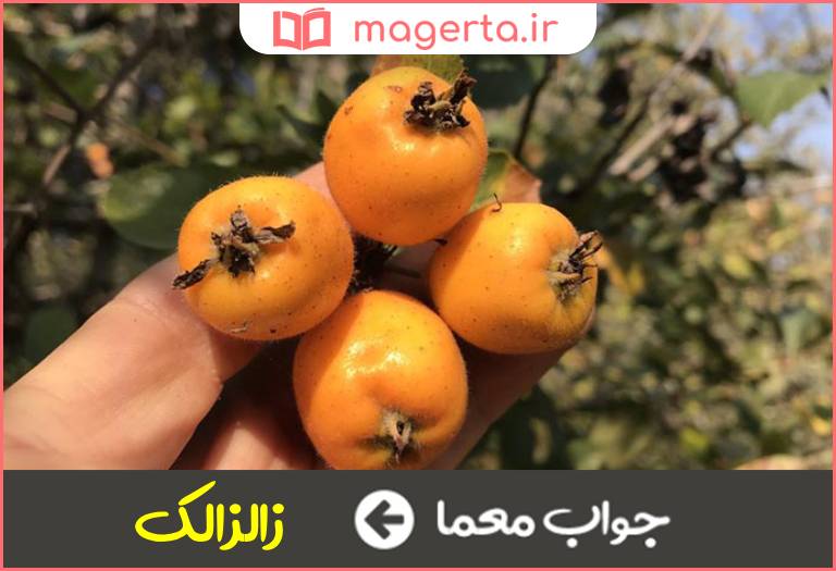 جواب معما میوه شبیه ازگیل در جدول
