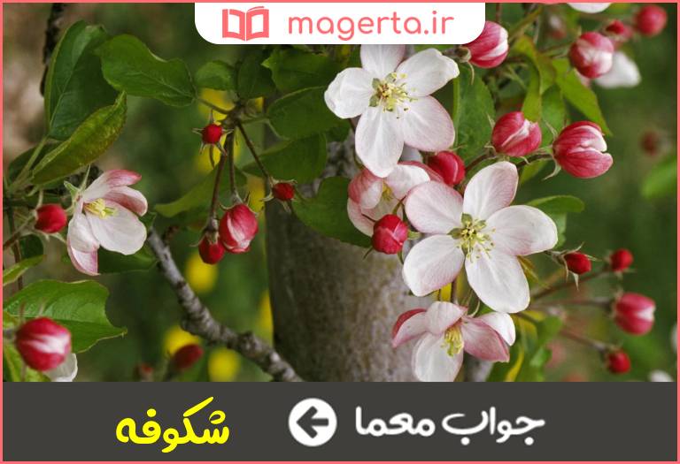 جواب معما گل درخت میوه در جدول