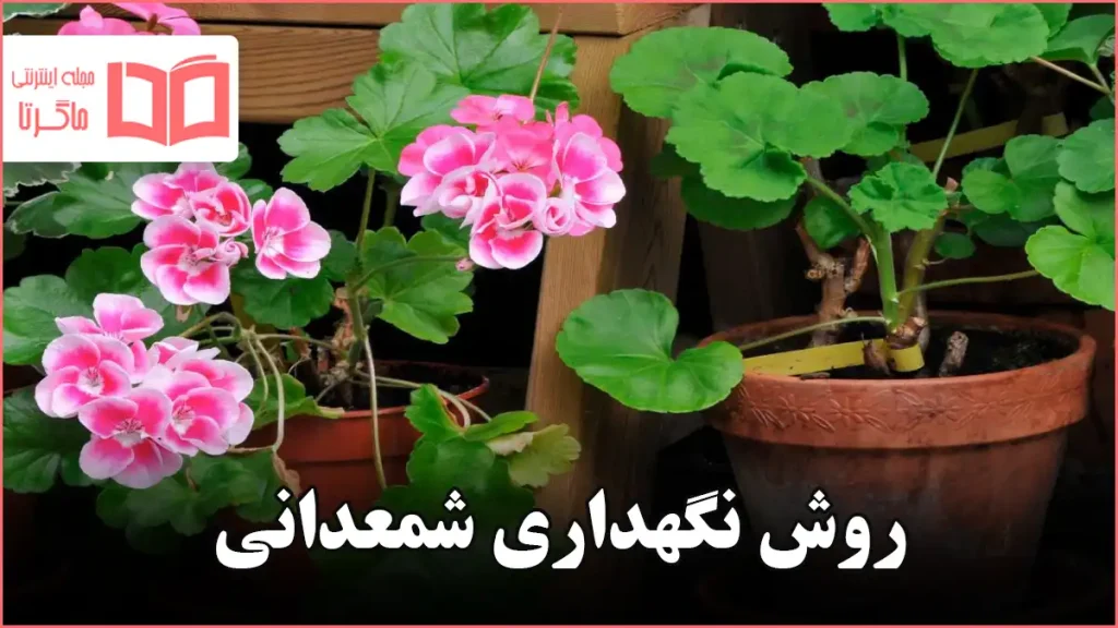 روش نگهداری شمعدانی