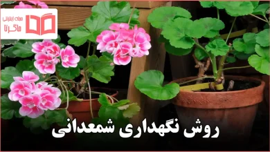 روش نگهداری شمعدانی