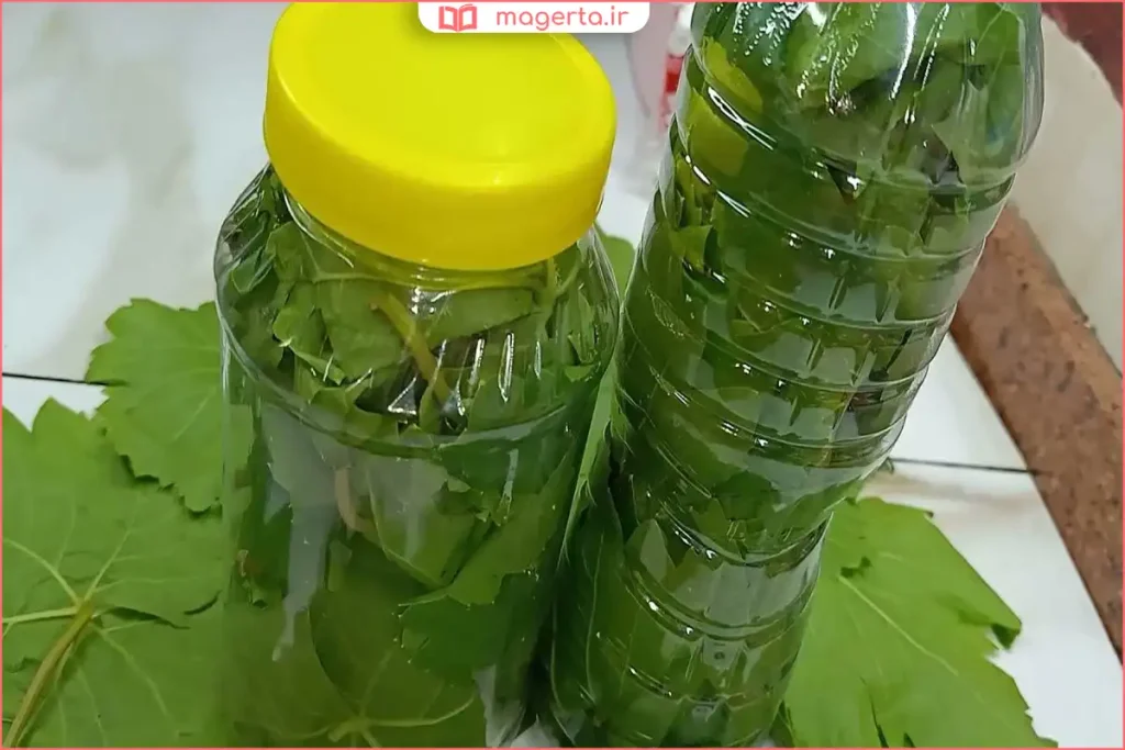 بستهبندی برگ مو در کیسه فریزر برای فریز کردن