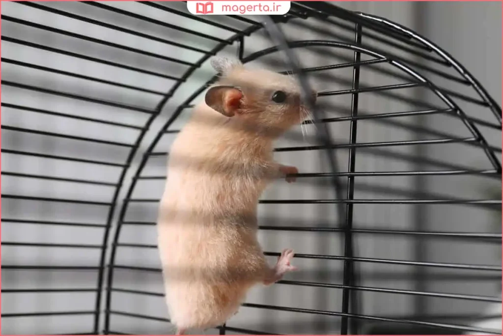 همستر در حال خوردن دانه داخل قفس تمیز