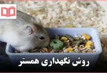 روش نگهداری همستر