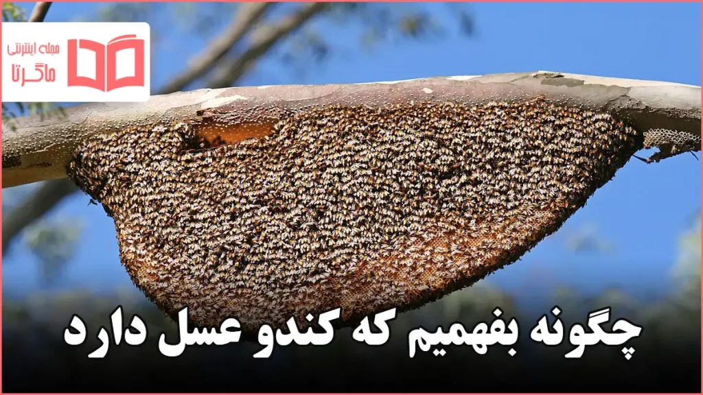 چگونه بفهمیم که کندو عسل دارد
