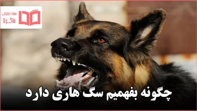 چگونه بفهمیم سگ هاری دارد