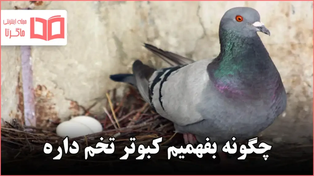 چگونه بفهمیم کبوتر تخم داره