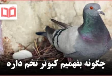 چگونه بفهمیم کبوتر تخم داره