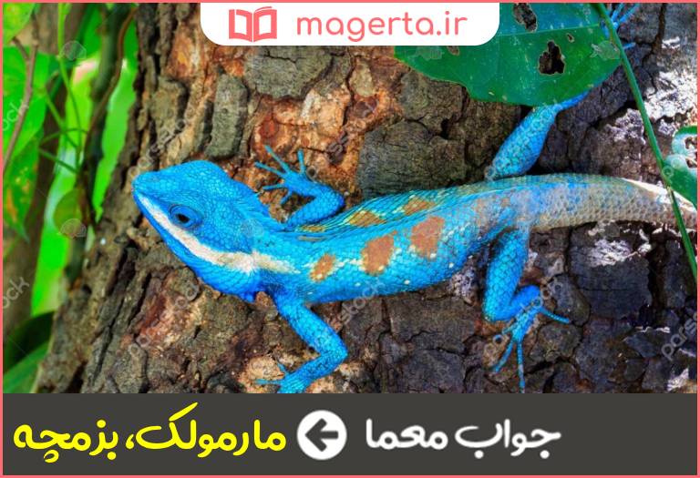 جواب معما سوسمار در جدول