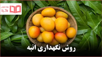 روش نگهداری انبه
