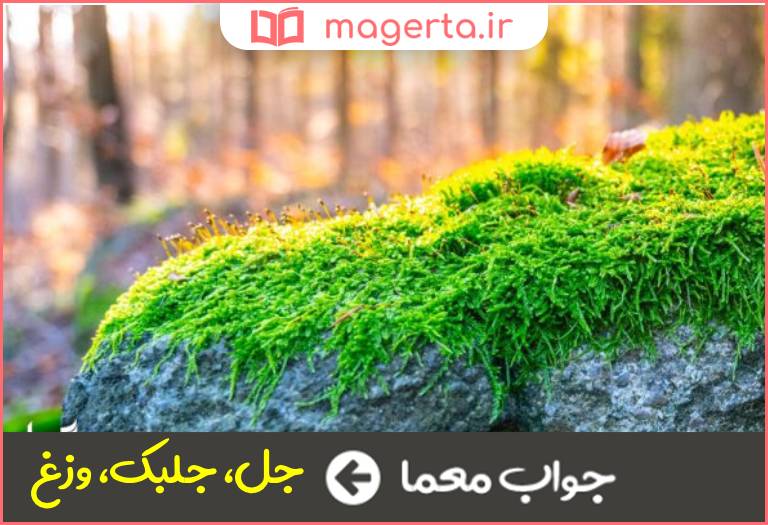 جواب معما خزه در جدول