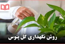 روش نگهداری گل پتوس