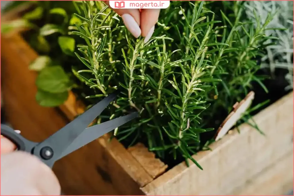 شاخههای تازه رزماری داخل لیوان آب برای نگهداری کوتاهمدت