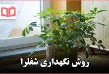روش نگهداری شفلرا