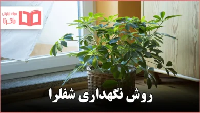 روش نگهداری شفلرا