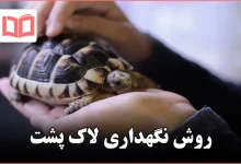 روش نگهداری لاک پشت