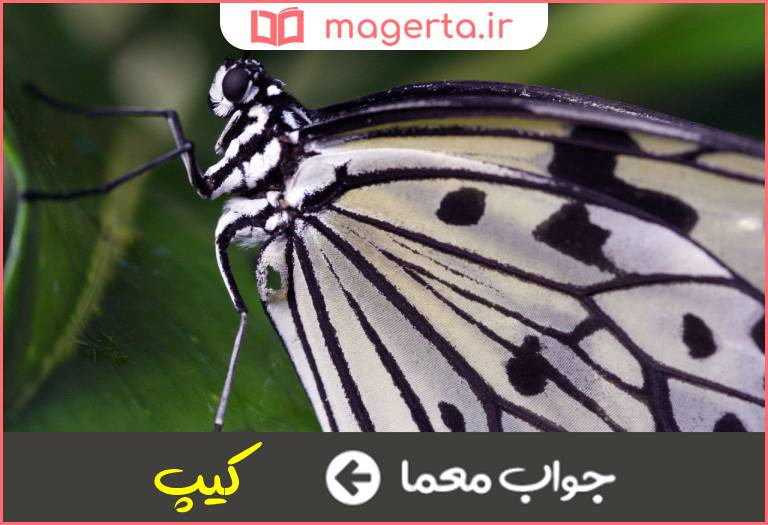 جواب معما بسیار نزدیک در جدول