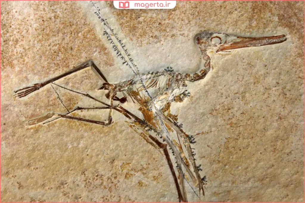 باقی ماندن استخوان جانداران خشکی‌زی روی سطح زمین بدون دفن شدن