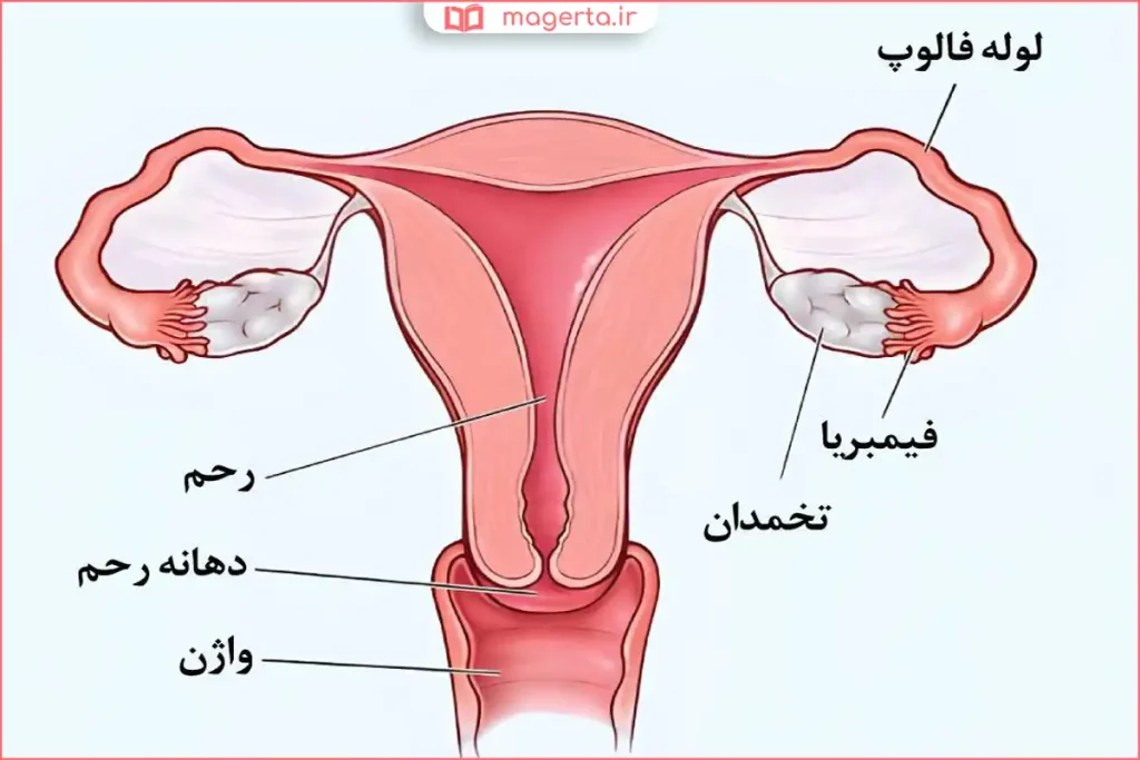 تجمع و خروج هوا از ناحیه تناسلی زنان