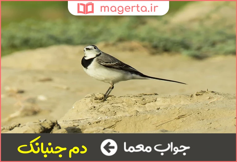 جواب معما از پرندگان با منقاری کوتاه مخروطی و قوی در جدول