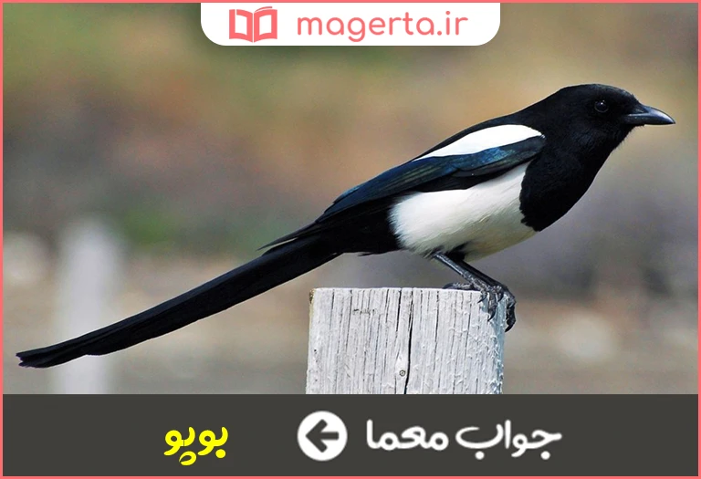 جواب معما زاغ روسی در جدول