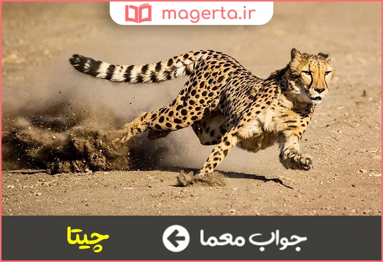 جواب معما جانوری از خانواده گربه سانان در جدول