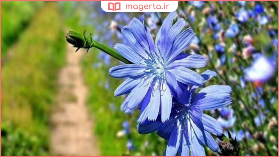 عرق کاسنی برای فشار خون