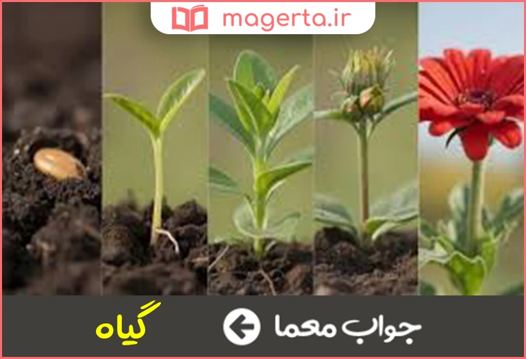 جواب معما برآمده از دل خاک در جدول