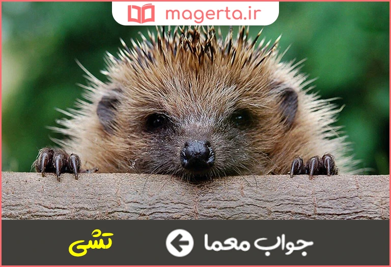 جواب معما جوجه تیغی تیرانداز در جدول