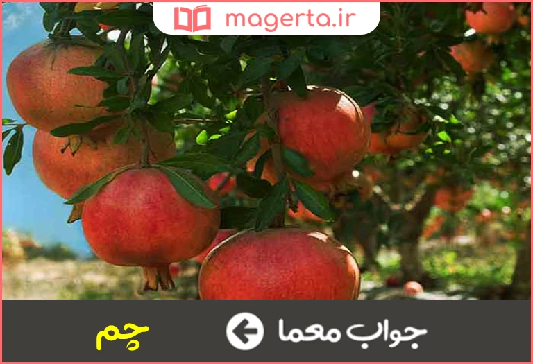 جواب معما خرام در جدول