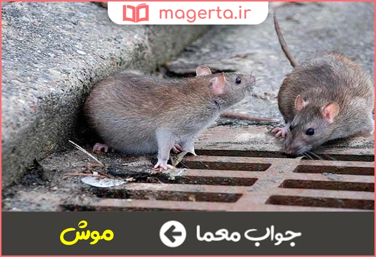 جواب معما ناقل طاعون در جدول