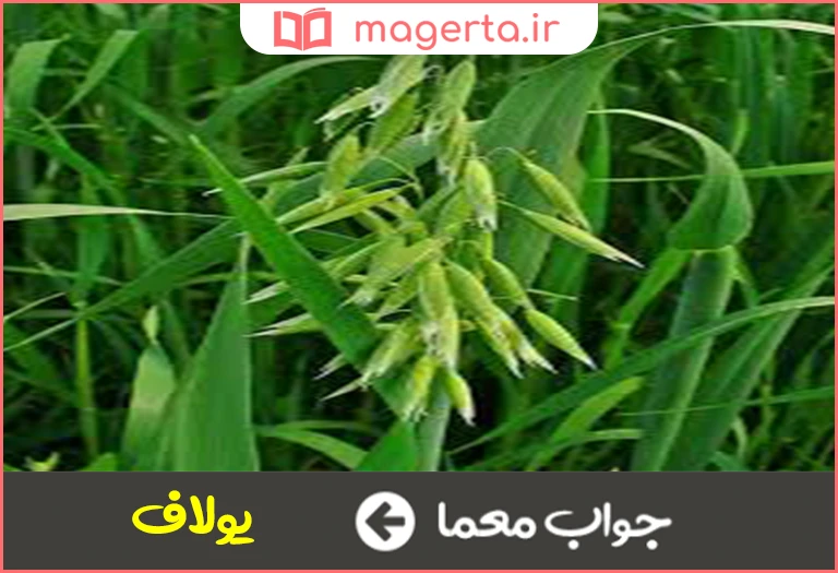 جواب معما به تاخت در آوردن در جدول