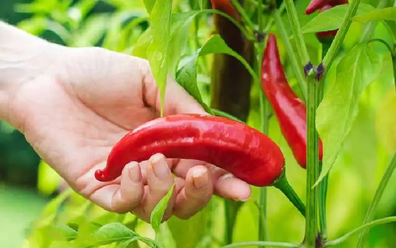 فلفل قرمز برای لاغری