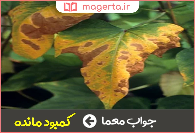 جواب معما بی نتیجه ماندن کار در جدول