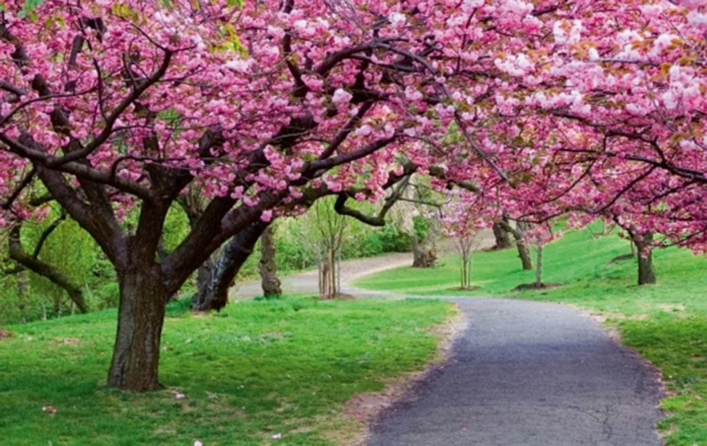 استعاره‌های ادبی شکوفه درختان
