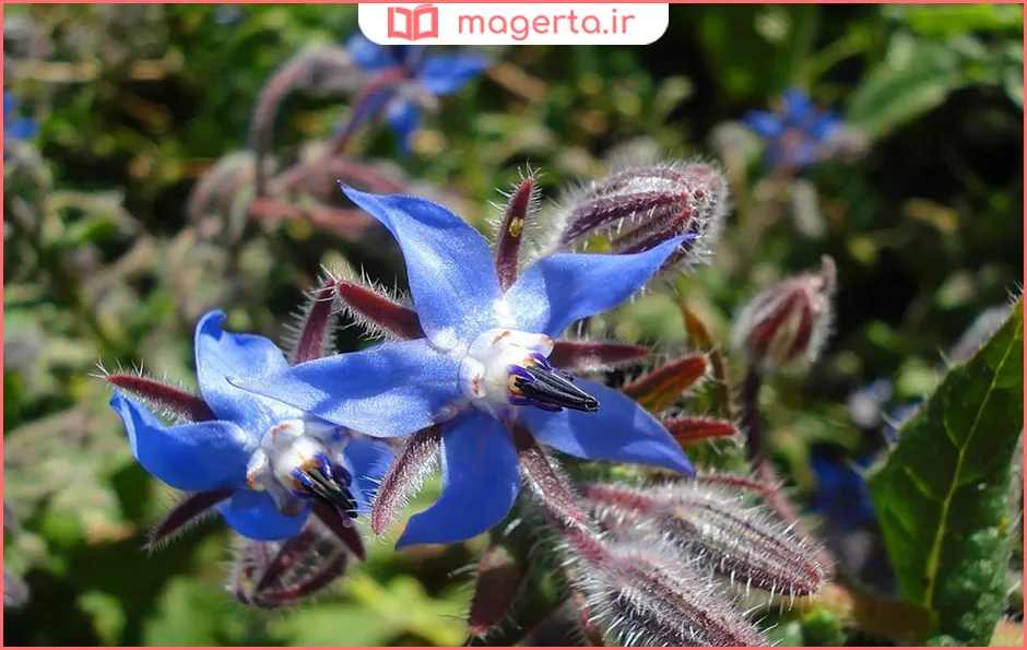 گل گاوزبان برای سرفه