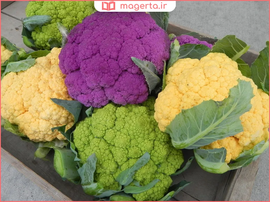 گل کلم برای چی خوبه
