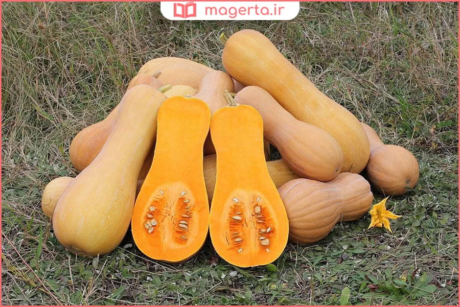خواص کدو تنبل