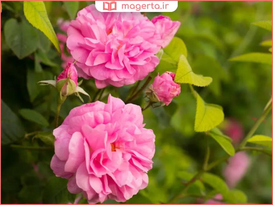 خواص گلاب برای خواب