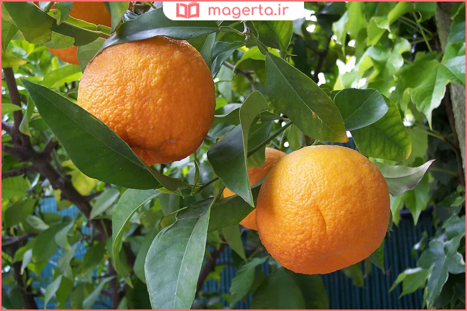 خواص نارنج برای لاغری