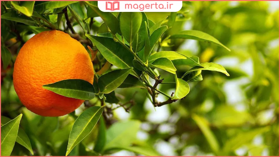 مزایای نارنج