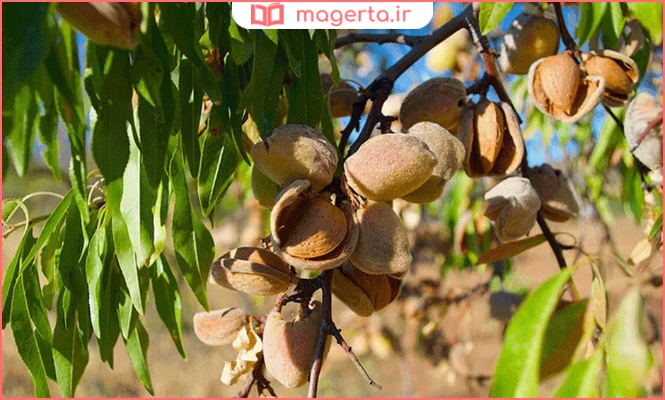 بهترین بادام برای شیرینی‌پزی و تزیین کیک
