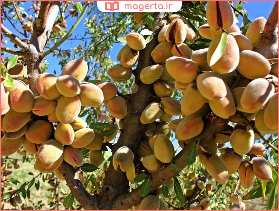 بهترین نوع بادام برای بوداده و کبابی